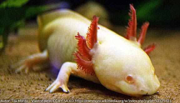 Axolotl albinos doré