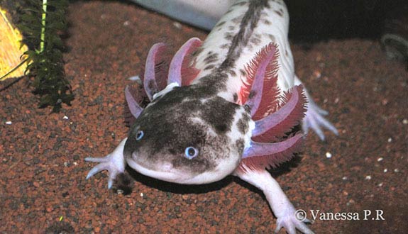 Axolotl arlequin