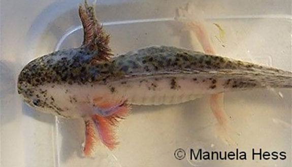 Axolotl chimère
