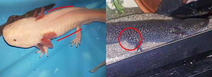 Axolotl male