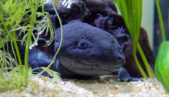 Axolotl Black melanoid