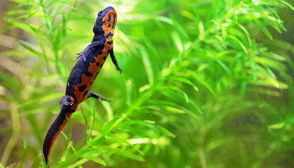 Chinese fire belly newt