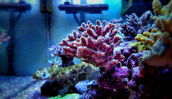 Acropora dans un aquarium