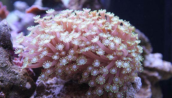 Alveopora Daisy coral