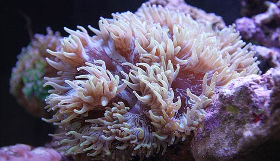 Elegance Coral