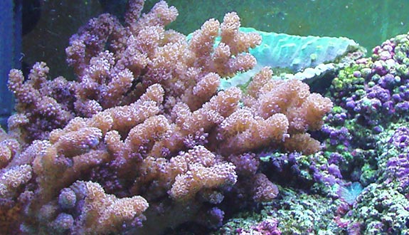 Colt corals