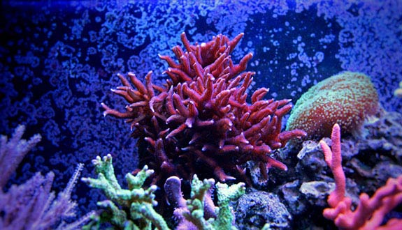 Needle Coral