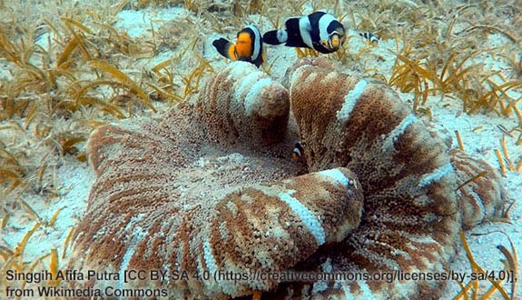 Amphiprion and anemone