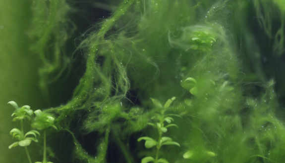 algue filamenteuse