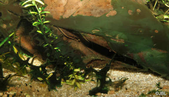 Black algae