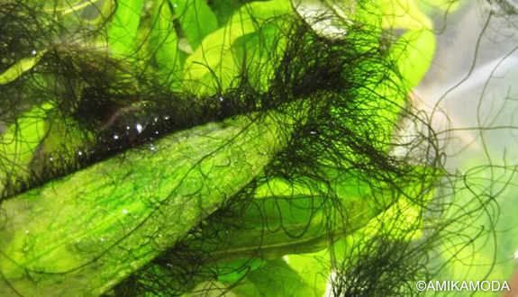 beard algae