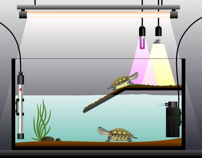 aquaterrarium pour tortue