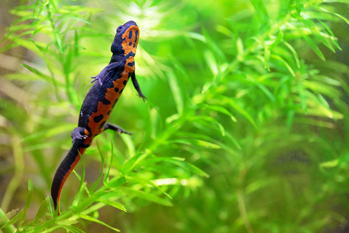 Chinese fire belly newts in paludarium