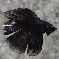 double tail black