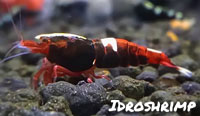Fishbone deep red