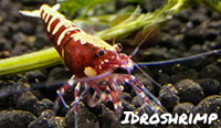 Fishbone red with spider legs