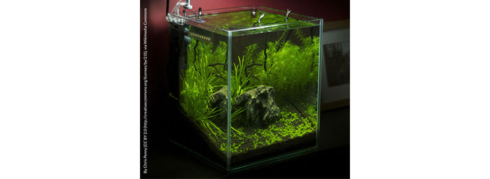 Cubic aquarium