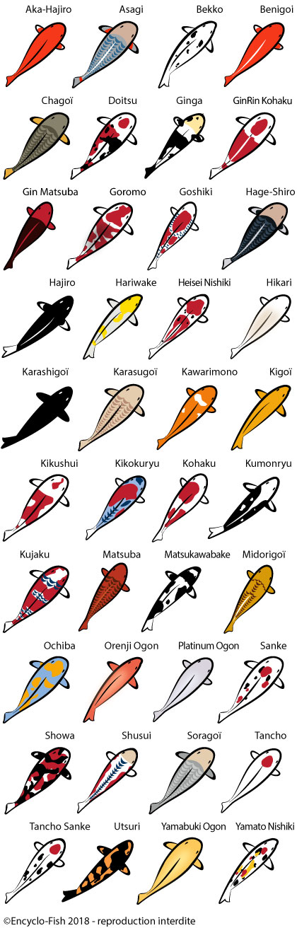 colour illustration of the Koi