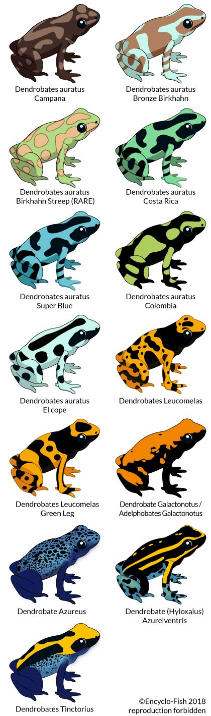 illustration of the colours of Dendrobates