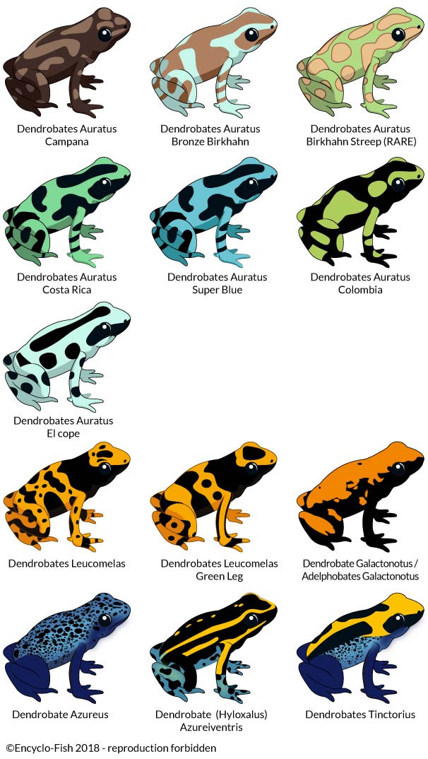 illustration of the colours of Dendrobates