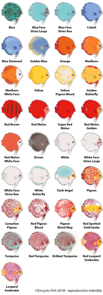 little illutration of the colours of Discus