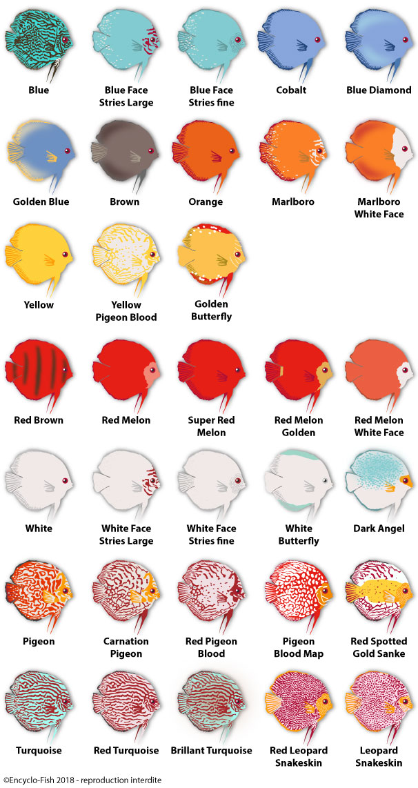 illutration of the colours of Discus