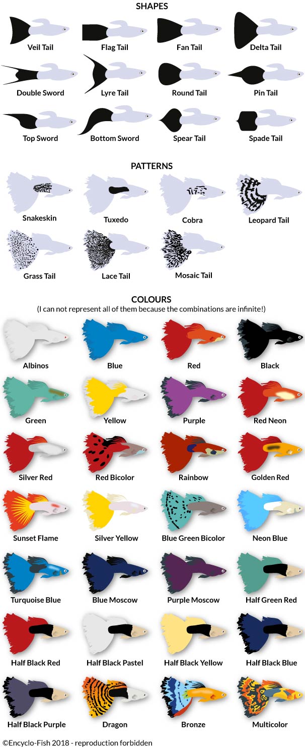 Illutration of Guppy colours