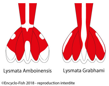 difference between Lysmata