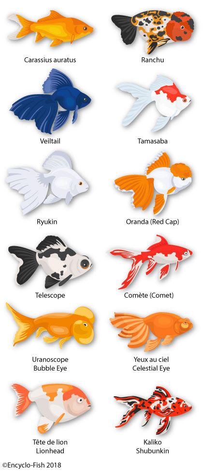 little illustration of the colours of the red fish