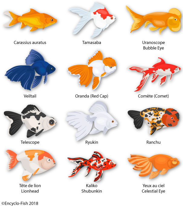 illustration of the colours of the red fish