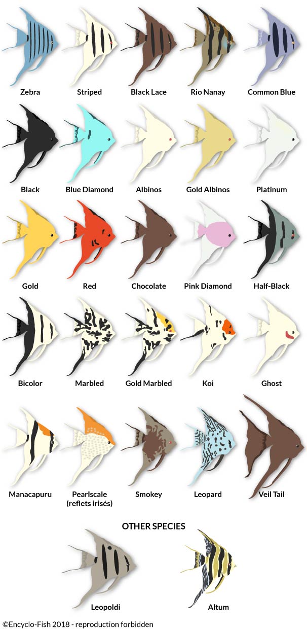 illustration of the colours of the Angelfish