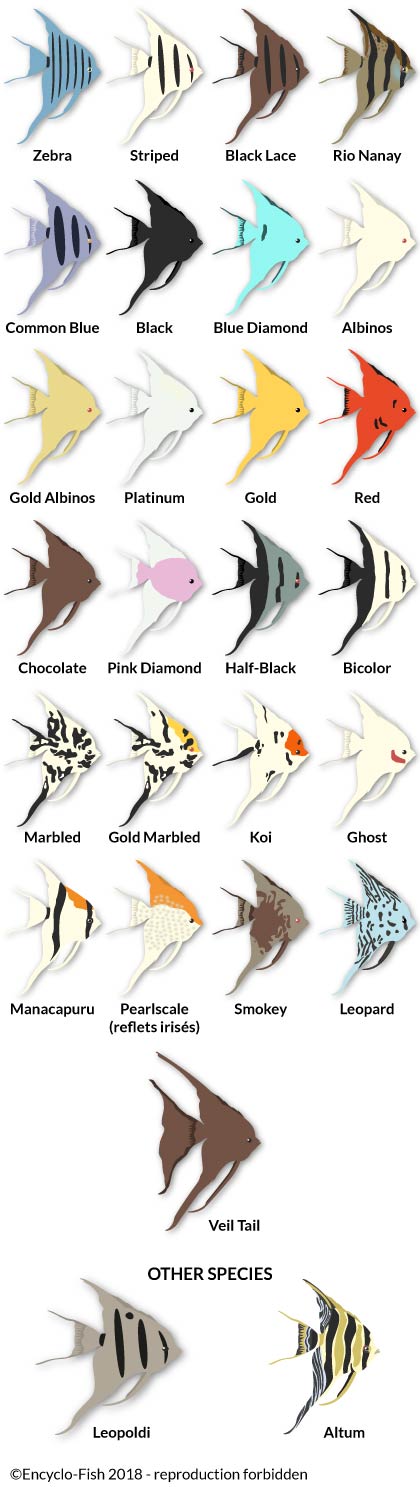 little illustration of the colours of the Angelfish