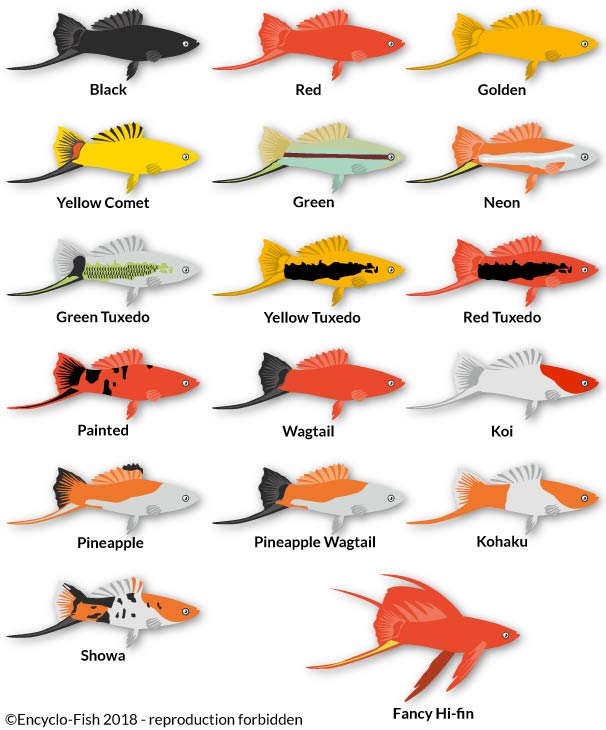 illutration of the colours of Green swordtail