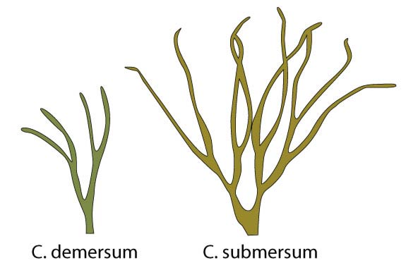 difference ceratophyllum