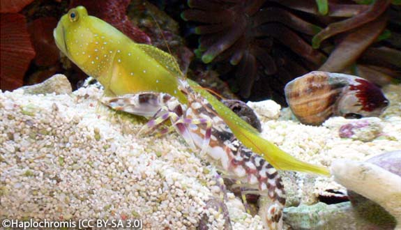 Alpheus bellulus and Goby