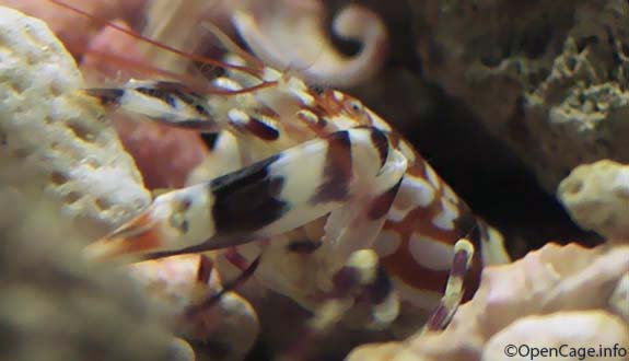 Tiger pistol shrimp