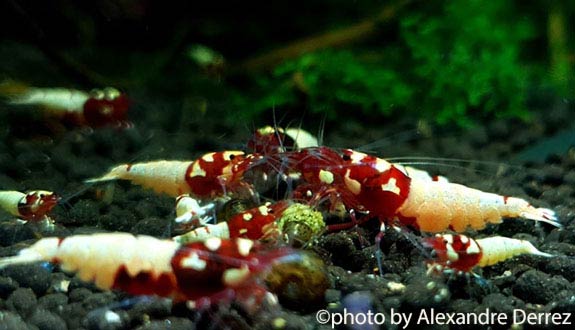 group of shrimps