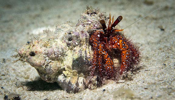 Spotted hermit crab