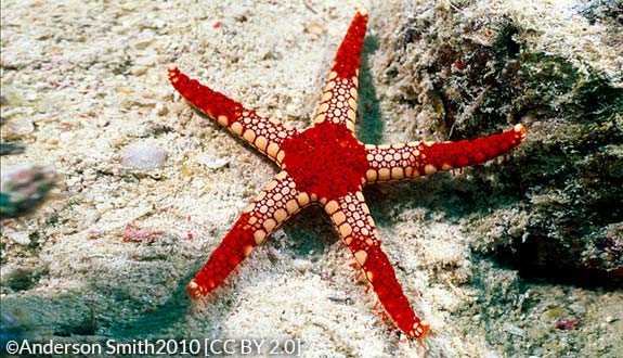 Necklace starfish
