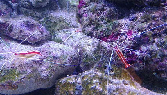 aquarium pour Lysmata Amboinensis