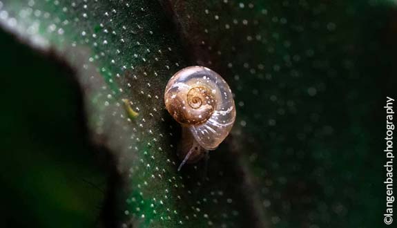 Ramshorn snail