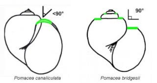 difference between pomacea canaliculata and pomacea bridgesii