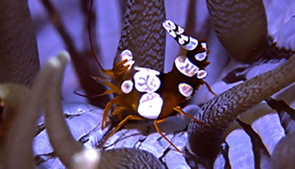 Squat anemone shrimp