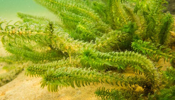 Canadian waterweed