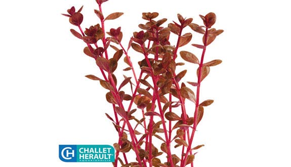 Giant red rotala