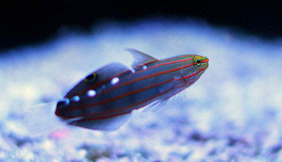 Court Jester goby