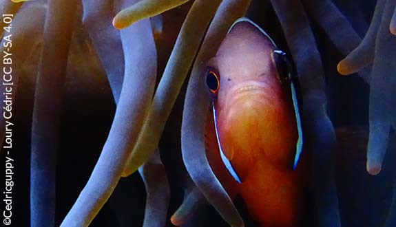 Amphiprion frenatus and its anemone	