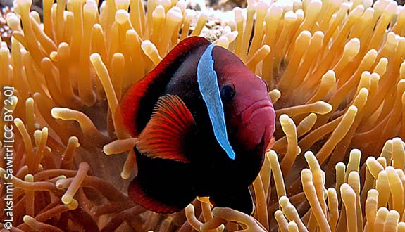 Amphiprion frenatus and its anemone