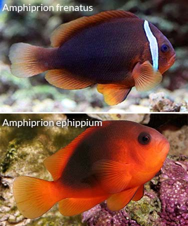 Amphiprion frenatus and ephippium difference
