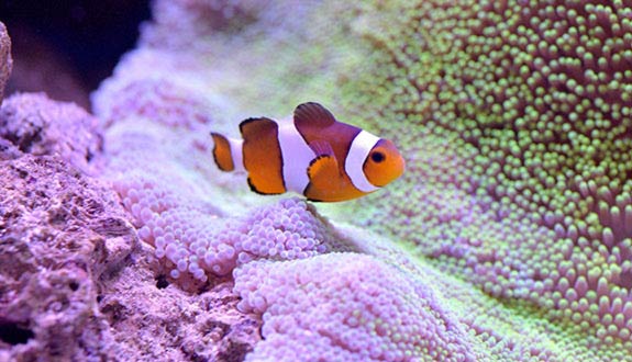 Amphiprion ocellaris and anemone